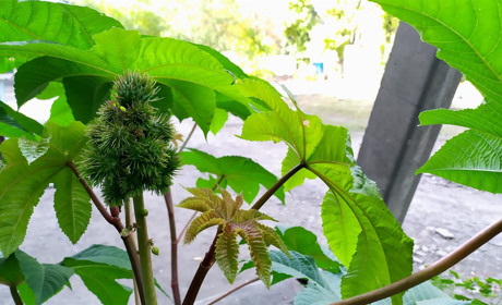 Небезпечне сусідство: у Добропіллі на подвір’ях висаджують отруйну рослину