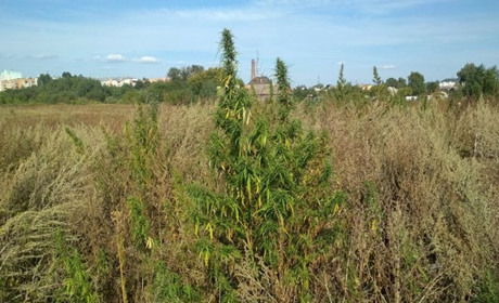 «Кормові» коноплі вирощувала жінка в Тучному: так пояснила їх походження поліції