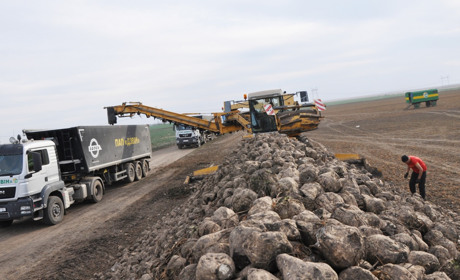 Як осінь у «Дзвоні» господарює: хліб засіває, озимину пестить та цукрові буряки копає (+відео)