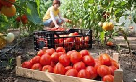 Проїзд за свій рахунок та обід: як курахівчани заробляли цього літа