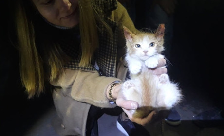 Довела допитливість: рятувальники звільнили кота зі стіни будинку