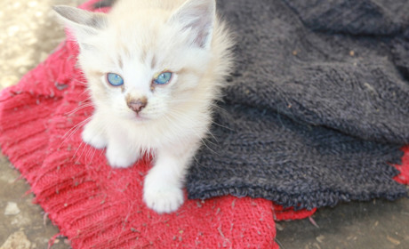  Малыши ищут дом. В Торецке к Центру детского творчества подкинули котят