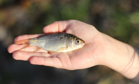 Новини міста за 7-13 жовтня: про UA-радіо, проекти ЄС, рибалок-порушників і лиса, хворого на сказ
