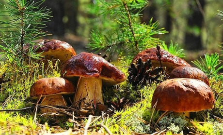 Поради грибникам Білопільщини: як збирати гриби із задоволенням