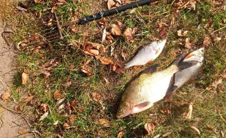 Білопільці б’ють на сполох: в Сейму масово гине риба