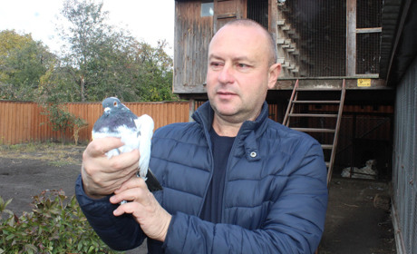 Як ніжинець Олександр Колесник відроджує місцеву породу голубів 
