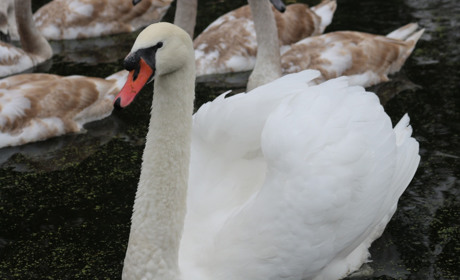 Фотофакт: на Шахівці оселилися лебеді