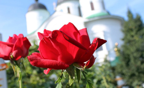 Квіткові злодії у Ніжині знову нагадали про себе