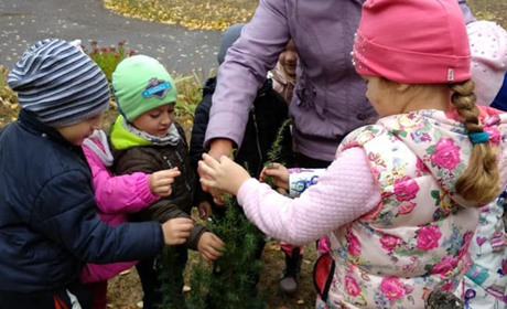 На подвір’ї в "Колоску" висадили берізки та гібіскуси