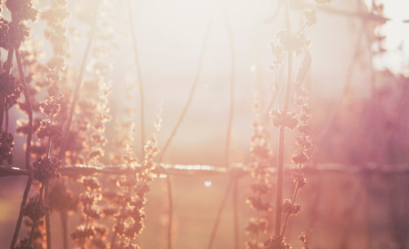 Наступного тижня температура на Кагарличчині коливатиметься від +22 до +7