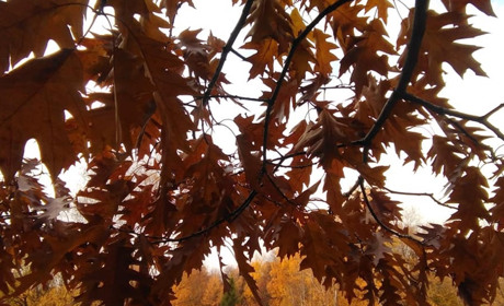 Чи довго триватиме "бабине літо": яка погода чекає білопільців наступного тижня