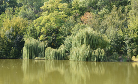 Гра: що у Кагарлицькому районі найвище, найбільше та найдревніше?