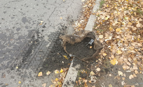 У Білозерському невідомі вкрали туї