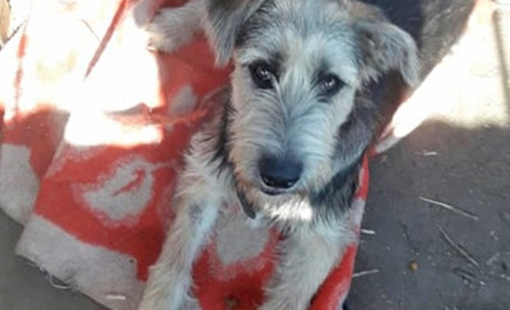 Візьміть тварину в родину! У Переяславі мешканцям собачого притулку шукають господарів