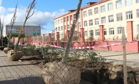 У Старокостянтинові висаджують сакури. Навесні вони можуть зацвісти