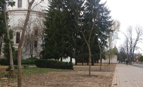 У міському сквері висадили п’ять катальп