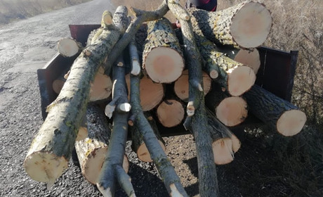 На Білопільщині знову затримали чергового «чорного лісоруба»