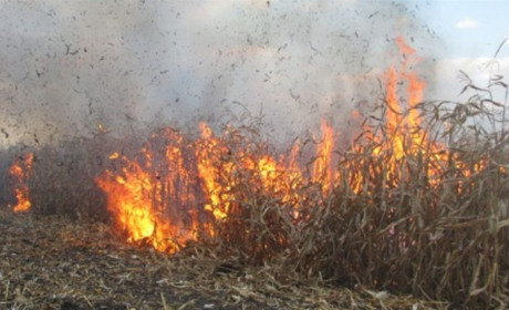 На Білопільщині рятувальники гасили пожежу на кукурудзяному полі