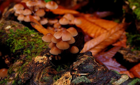 Погода у Старокостянтинові з 4 по 10 листопада: осінь ще даруватиме високі градуси