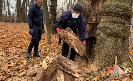 У Великоанадольському лісі почали лікувати історичне дерево, якому понад 170 років 