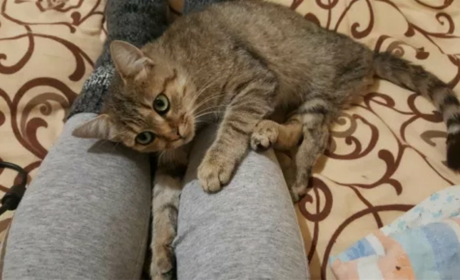 В Счастливцево пропала кошка Мишель, у которой перебиты лапки