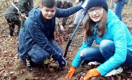 Дві тисячі дубів: підмихайлівські школярі садили молодий ліс