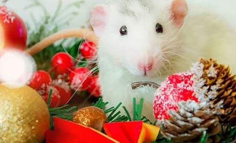 Як працюватимуть і відпочиватимуть білопільці у новорічно-різдвяні свята? 