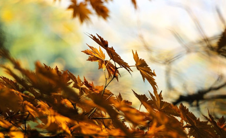 Погода у Старокостянтинові з 11 по 17 листопада: тепло і вітряно