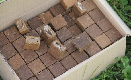 Увага: в Добропільському районі проводиться вакцинація проти сказу пероральним методом