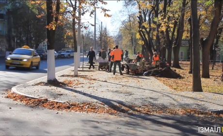 Измаил экспериментирует: в городе впервые высаживают катальпу 