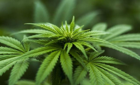 У жителя Лашківки знайшли подрібнений канабіс
