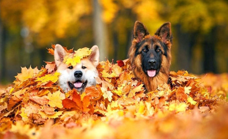 Якою буде погода в Білопіллі у вихідні?