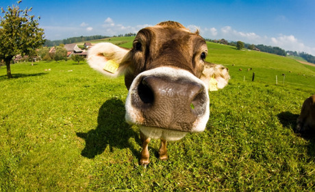 Ірина Галета: "А в резюме на роботу обов’язково впишу: корову доїти вмію! Але не хочу!"