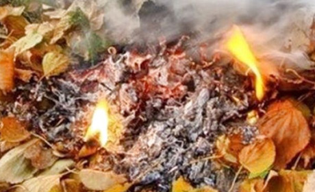 Зима - на порозі, а золотонісці продовжують спалювати опале листя