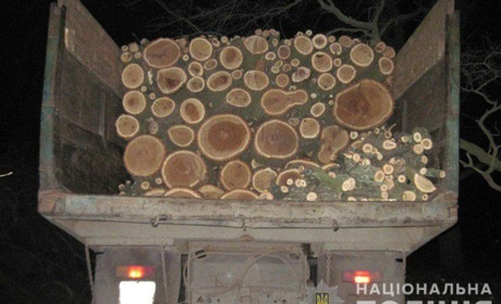 Біля села Грузького затримали лісорубів, які повирубували 80-річні дуби