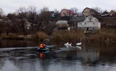 Кагарлицькі рятувальники визволили з льодового полону 15 лебедів