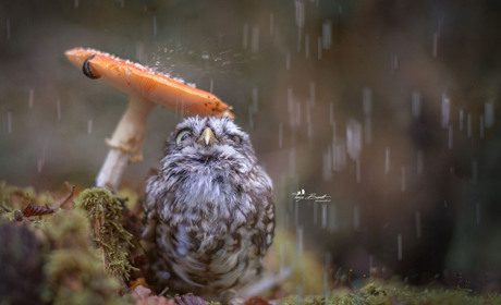 Якої погоди очікувати білопільцям на вихідні?