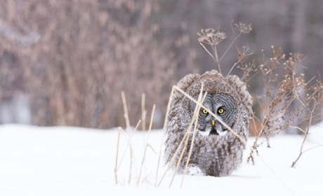 Сніг та хуртовина: жителів Сумщини та Білопільщини попередили про складні погодні умови