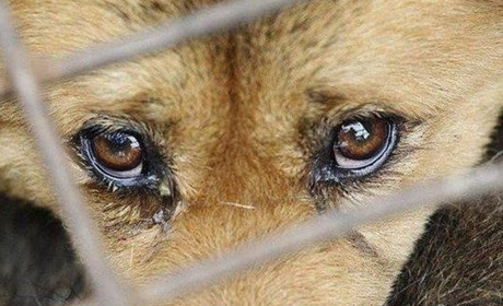 За жорстоке поводження над тваринами доведеться заплатити 8500 гривень штрафу або сісти на 8 років