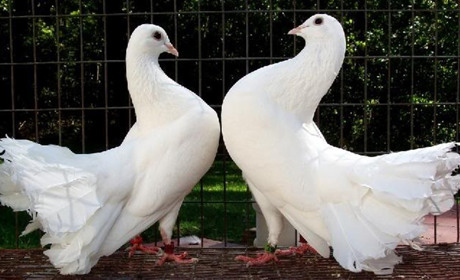 У Ворожбі відбудеться виставка-ярмарок декоративної птиці та домашніх тварин