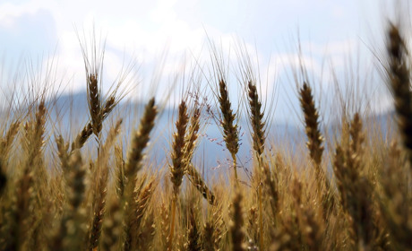 У 2019 році врожай сільгосппродукції Барського району зріс на 20% 