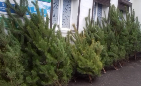 Білопільська міська рада повідомила, де в Білопіллі можна придбати ялинку