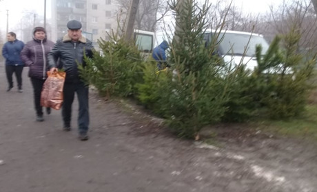 Ялинковий базар у Нижніх Сірогозах: де придбати та як продовжити життя ялинки