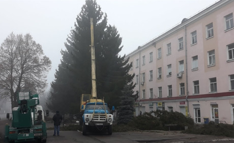 "Було кілька причин це зробити". Офіційне пояснення Олексія Дикого щодо спиляних ялин