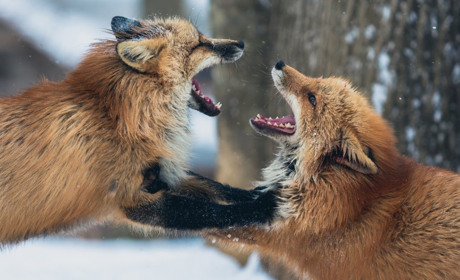 В Білопіллі ввели карантинні обмеження через виявлений випадок сказу