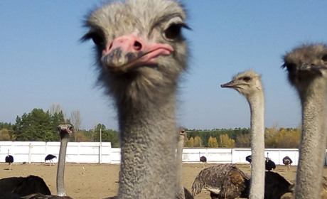 Як розводять страусів та доять корів на Харківщині дізналися арапівські школярі