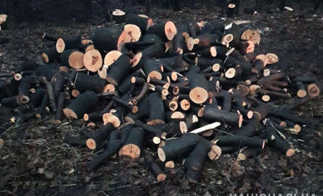 Незаконна вирубка лісу у Добропільському районі