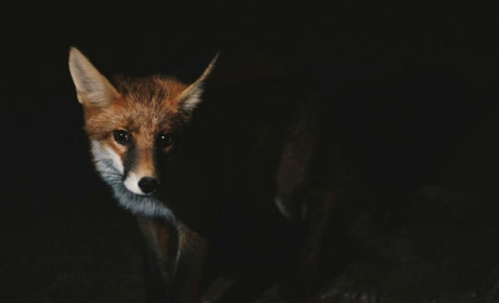 Будьте уважні: руда незвана гостя знову "подорожує" білопільськими дворами