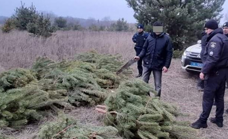У Гадяцькому районі браконьєр спиляв 50 молодих сосен