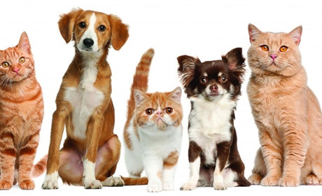 Визначено переможців конкурсу "Мій пухнастий улюбленець"!